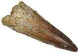 Fossil Spinosaurus Tooth - Real Dinosaur Tooth #360120-1